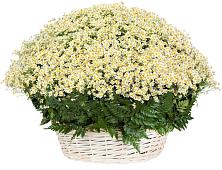 Цветочная композиция из Ромашки в корзине #REPLACE_PRED# Ядрино